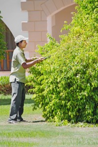 Специалист по благоустройству и озеленению территории29812 Специалист по благоустройству и озеленению территории29812